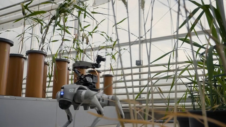 A robotic dog equipped with multiple cameras walks between rows of potted plants in a greenhouse.