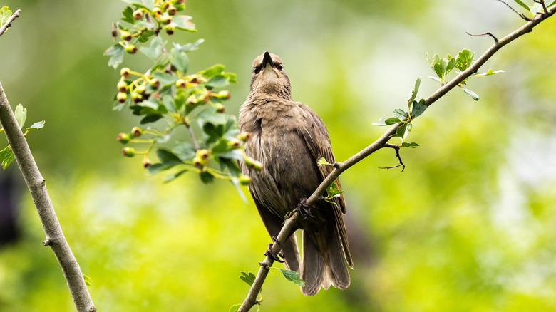 A European Starling sits on a branch at London's Greenwich Ecology Park