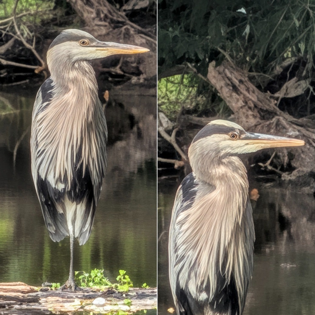 Two photo samples featuring a heron's side profile. The image on the left is at 100x zoom while the right one is at 120x zoom.