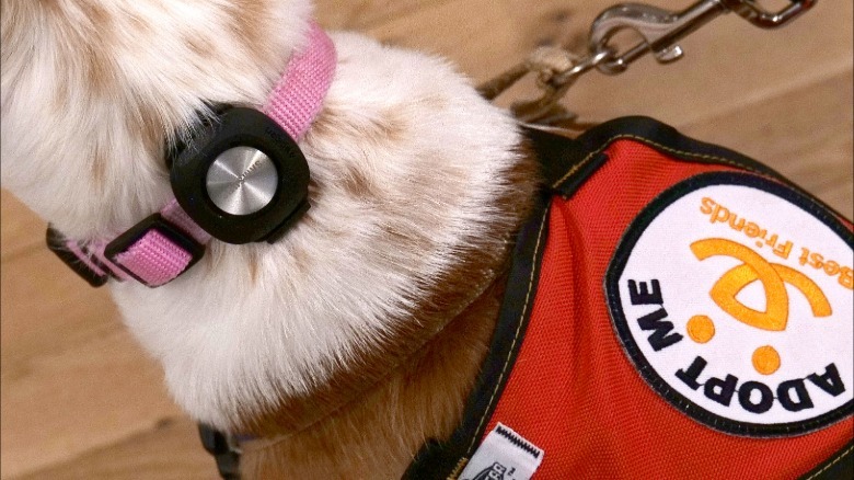 The Samsung Galaxy SmartTag 3 on the collar of a rescue dog.