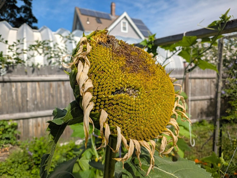 A sunflower in a garden that has seen better days.