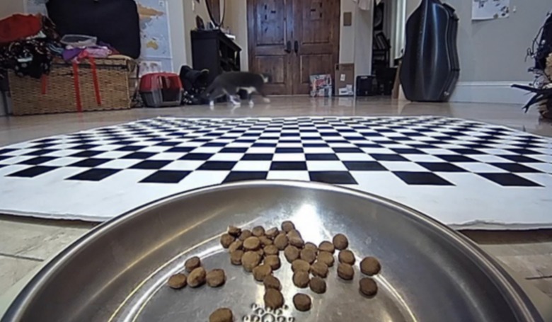 A cat wanders an apartment.