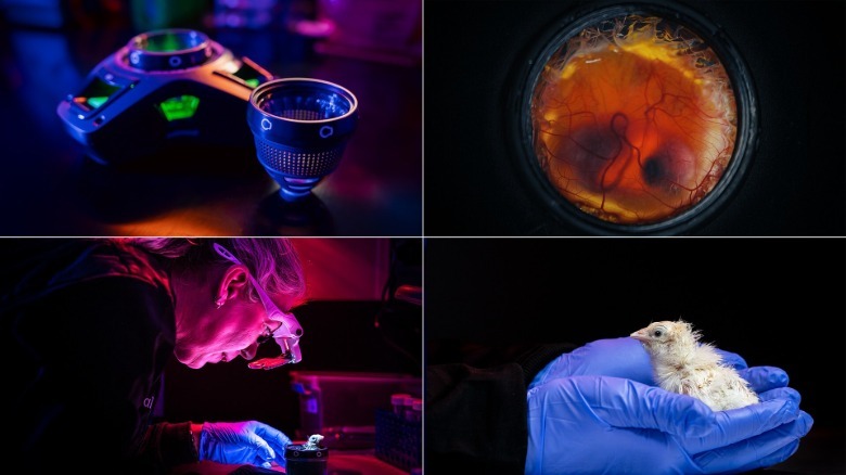 From left to right: Colossal Artificial Egg Device; Healthy embryo; Hatched chick from device; first chick close up