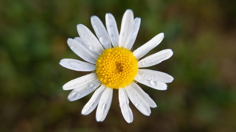 A wild daisy in yellow in white taken with the Panasonic L10 macro setting